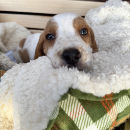 Simon - Lemon and white male Basset Hound puppy in Bellaire, Ohio from Blessed Bassets