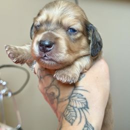 Ollie - Dapple male Dachshund puppy in Grants Pass, Oregon from Redwood Dachshunds