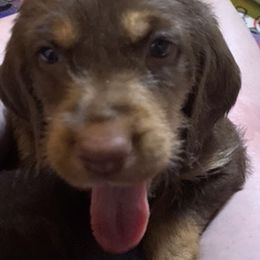 Basset Fauve de Bretagne and Otterhound Puppies from Briarroot Kennel