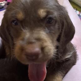 Basset Fauve de Bretagne and Otterhound Puppies from Briarroot Kennel