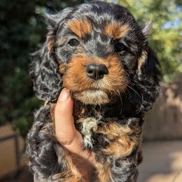 Violet - Black and tan female Cavapoo puppy in Placerville, California from Quartz Mountain Doodles
