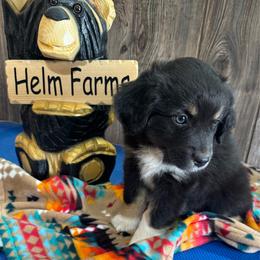Rayna - Black & white female Miniature Australian Shepherd puppy in Geary, Oklahoma from Helm Farms Aussies