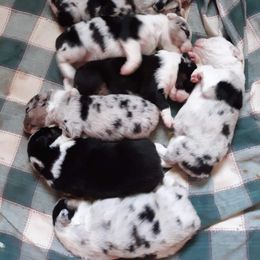Australian Shepherd Puppies from CinchTight