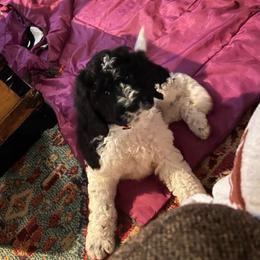 Leroy - Parti male Goldendoodle puppy in Nathalie, Virginia from Deez Doodles