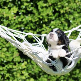 Vera - Tri-color female Bernedoodle puppy in Lowry City, Missouri from Cooper Creek Puppies
