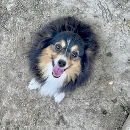 Millie - Toy Australian Shepherd