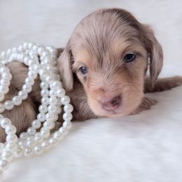 NOVA 1st left to right in group photo - Dapple female Dachshund puppy in Richmond, Virginia from Irresistible Dachshunds & Cavaliers
