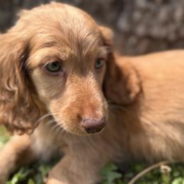 Skyler - Red male Dachshund puppy in Bentonville, Arkansas from T & D Dachshunds by design