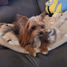 Beau - Yorkshire Terrier