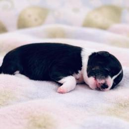 Black Tri Boy - Black tri male Miniature Australian Shepherd puppy in Burkesville, Kentucky from Bline’s Awesome Aussies & Doxies at the Bline Family Farm