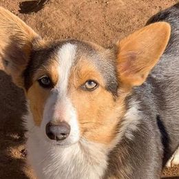 American Corgis from LightningJPCorgiRanch