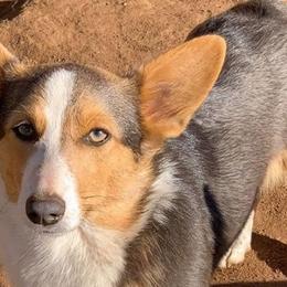 American Corgis from LightningJPCorgiRanch