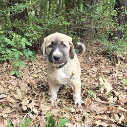 Boone - Fawn male Anatolian Shepherd Dog puppy in La Grange, Georgia from Florida Anatolian Shepherds
