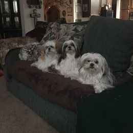 Shih Tzu All Grown Up from Snowhisper Shih Tzu