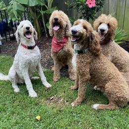 Goldendoodle Puppies from Wrightsville Beach GoldenDoodles