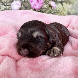 Miniature Schnauzer puppies from Schnauzers Mini Angeles