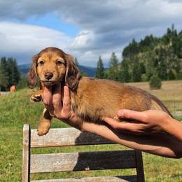 Wolfie - Red male Dachshund puppy in Grants Pass, Oregon from Redwood Dachshunds