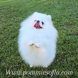 Muneco - White male Pomeranian puppy in Los Angeles, California from Pommies of LA