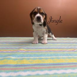 Jingle - Black white and tan female Beagle puppy in St. Cloud, Minnesota from Beagle Blessings