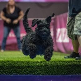 Kodi - Giant Schnauzer