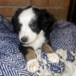 Miniature Australian Shepherd Puppies from Magnolia Aussies
