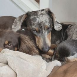 Dachshunds from Tps Teeny Weins