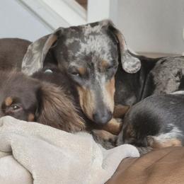 Dachshunds from Tps Teeny Weins