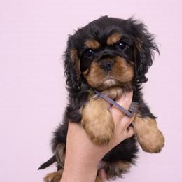 Gray collar female - Black and tan female Cavalier King Charles Spaniel puppy in Great Bend, Kansas from Bridgeford Cavaliers