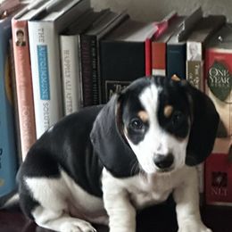 Dachshund Puppies from Empire's Dachshunds