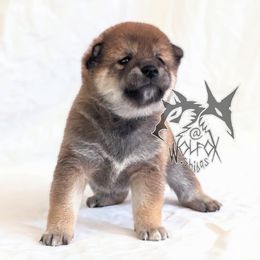 Ryu - Sesame male Shiba Inu puppy in California from WOLFOX shiba inu