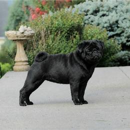 Victoria - Pug