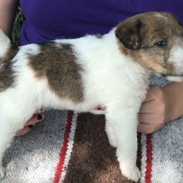 Wire Fox Terrier Puppies from Lyndon Meadow Farm