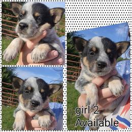 Girl 2 - Blue female Australian Cattle Dog puppy in Bradford, Arkansas from Cedar Rock Heelers and Kelpies