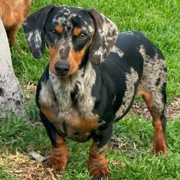 Blue - Dachshund