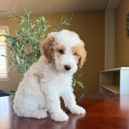 Anthony - Parti male Goldendoodle puppy in Barstow, California from Golden Desert Doodles
