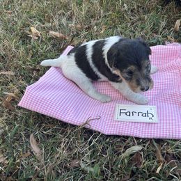 Farrah - White black and tan female Wire Fox Terrier puppy in Timberlake, North Carolina from Lyndon Meadow Farm