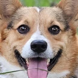 Pembroke Welsh Corgis from Holloway Corgis