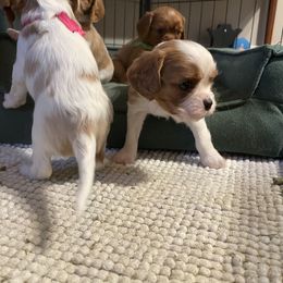 Cavalier King Charles Spaniel Puppies from Colorful Cavaliers
