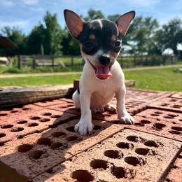 Charlie - Black and white male Chihuahua puppy in Utica, Ohio from Poodle Me Crazy