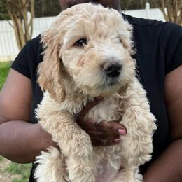 Candy - Cream female Goldendoodle puppy in Simpsonville, South Carolina from D & D Golden Doodles, LLC
