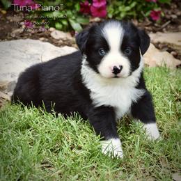 Tuna Piano - Black & white male Miniature Australian Shepherd puppy in Evant, Texas from Lazy VT Bar Ranch