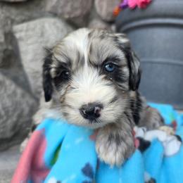Brie - Blue merle female Bernedoodle puppy in Blackfoot, Idaho from Draper Mountain Doodles