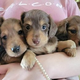 Dachshunds from Gracy's Dachshunds