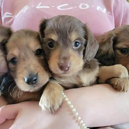 Dachshunds from Gracy's Dachshunds