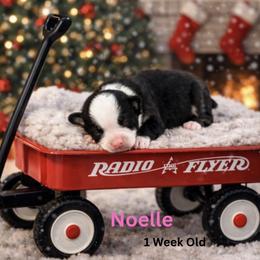 Noelle - Black tri female Miniature Australian Shepherd puppy in Oronogo, Missouri from Dutton's Show Me Farms
