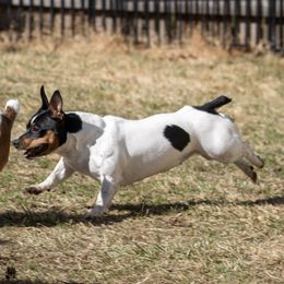 Penny - Teddy Roosevelt Terrier