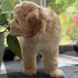 Clover - Caramel cream male Australian Labradoodle puppy in Fremont, New Hampshire from Birchwood Labradoodles