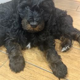 Bernedoodle Puppies from Rebecca Vandersluis