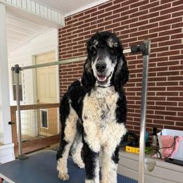 Maggie - Poodle