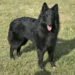 Circ - Belgian Sheepdog